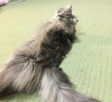 ふふふ
