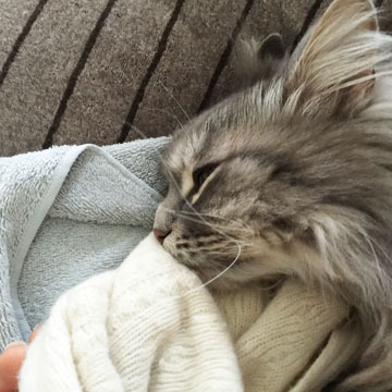 しあわせなのよん