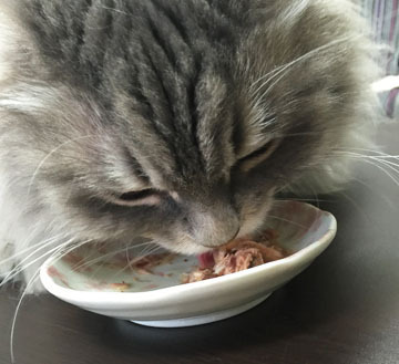 ぱくぱく