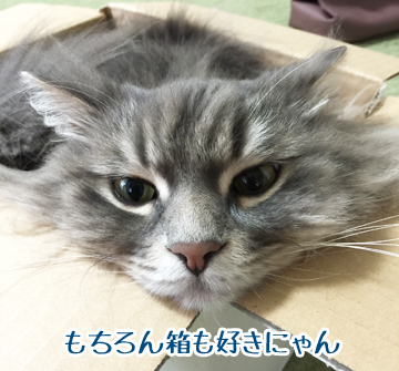 箱が一番ね