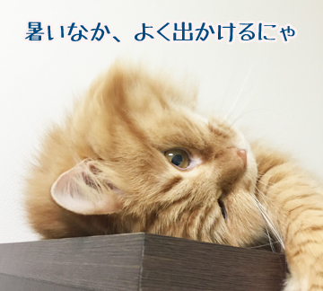 うみちゃん