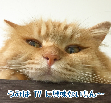豚鼻ちゃん