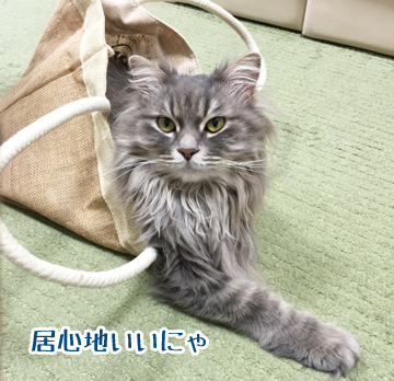 こらこら