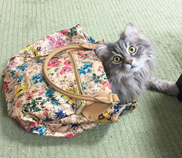 だって可愛いんだもん