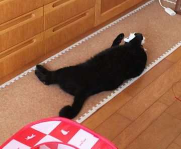 遊んでます