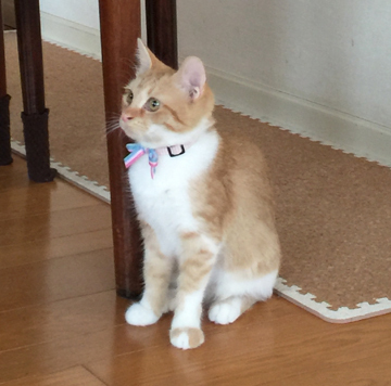 かわいいねー