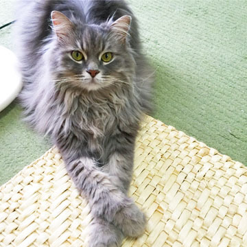 あおくん