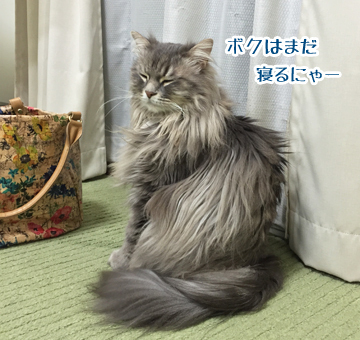 おやすみー