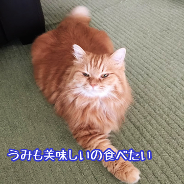 うらやましいでしょ