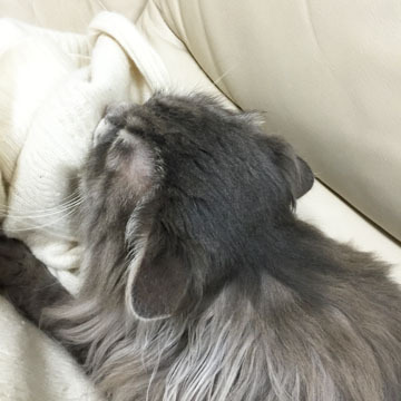 暑くてもちゅぱちゅぱ