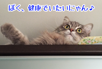 あおには元気でいてもらわないと！