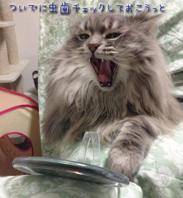虫歯はないかな?