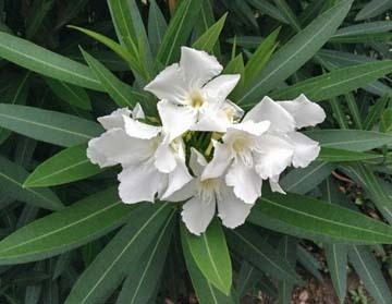 ふにゃふにゃ花びら