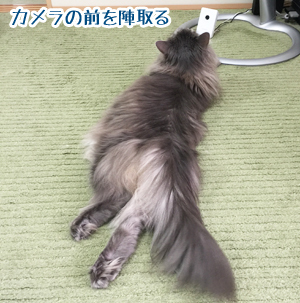 楽しそうなあお