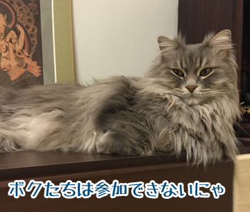 あおくん
