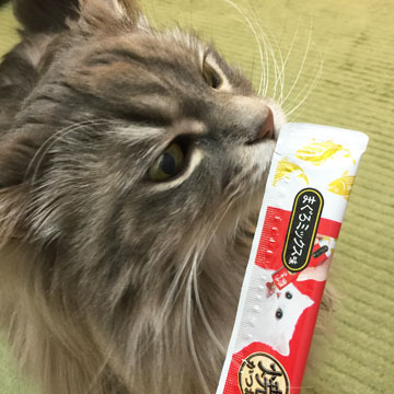 ちゅーる好き