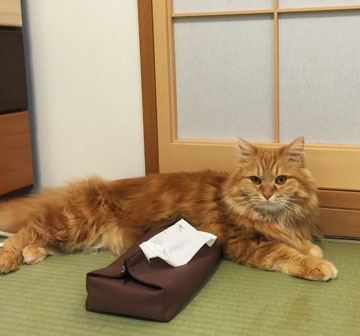 おとなしいうみちゃん
