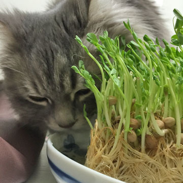 こらー