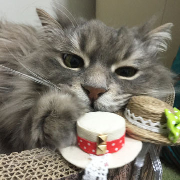 ふがふが