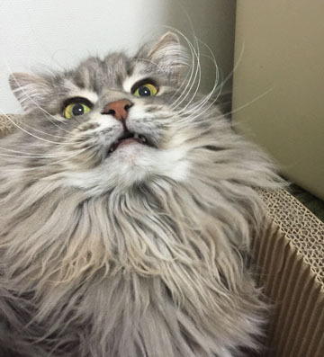 負けた