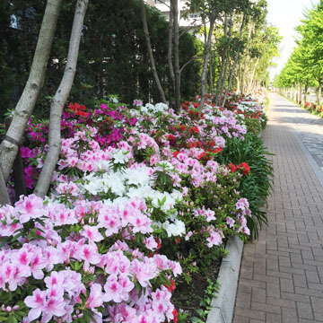 つつじ〜