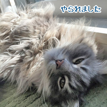 甘えん坊