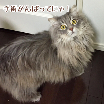 あおだよ