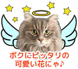 AOangel002.jpg